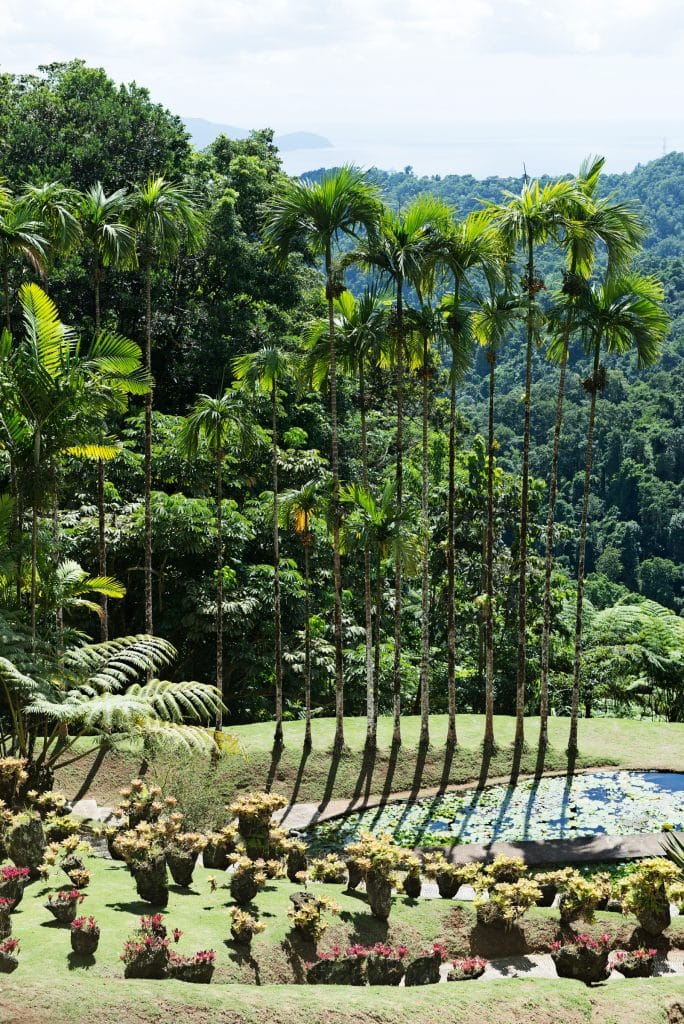 Jardin de Balata Martinique