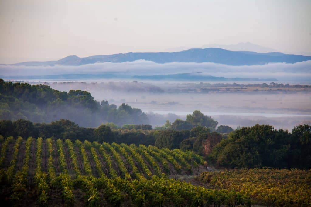 vue sur les vignes du chateau capitoul-IMG_2806