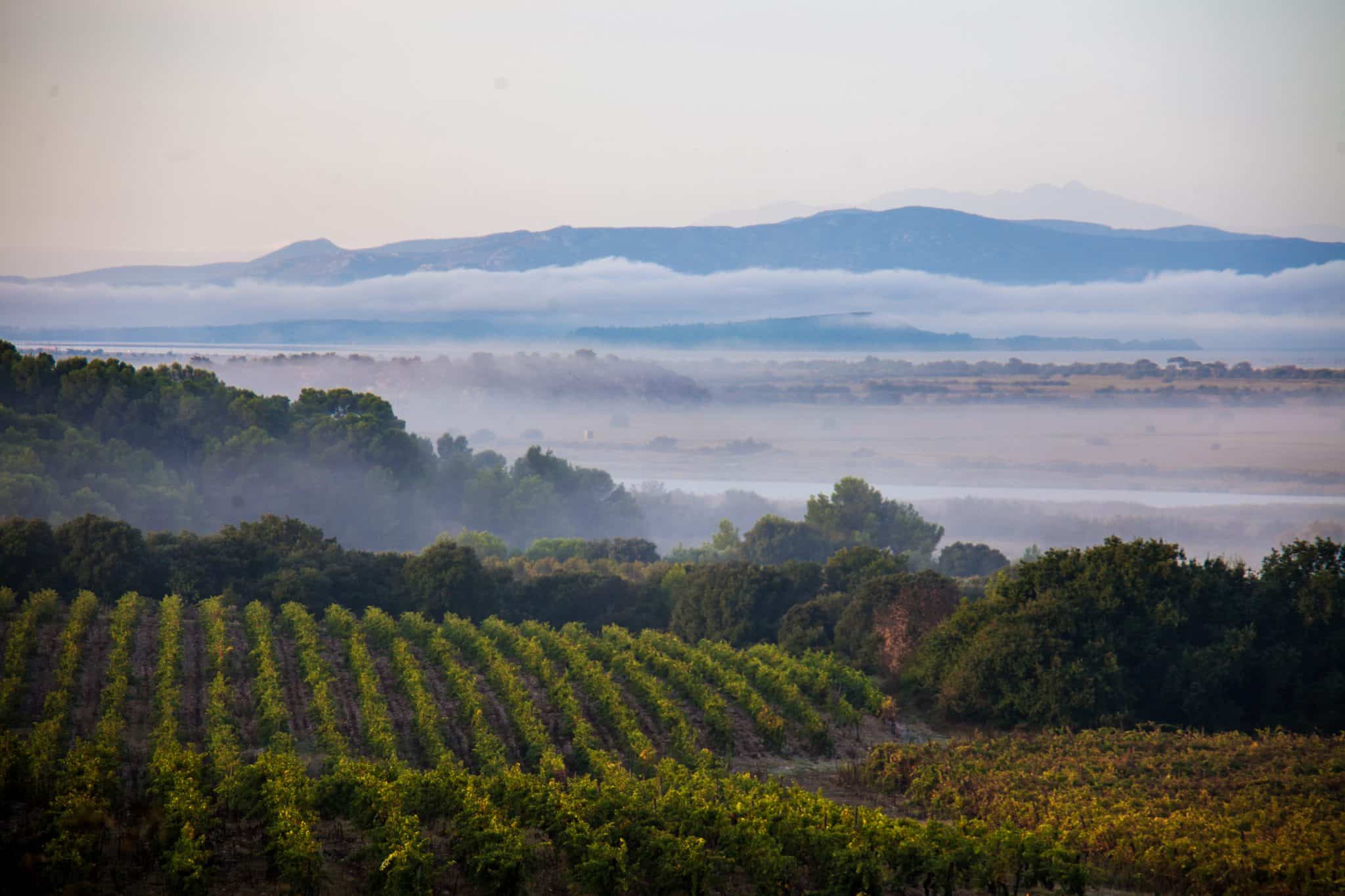 vue sur les vignes du chateau capitoul-IMG_2806