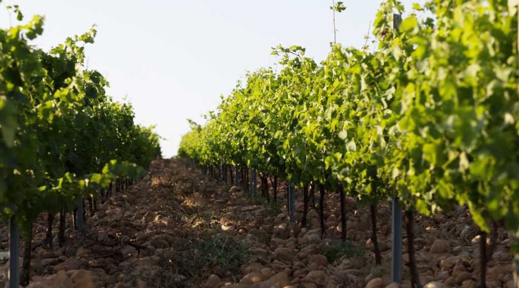 Vigne Vallée-du-Rhône