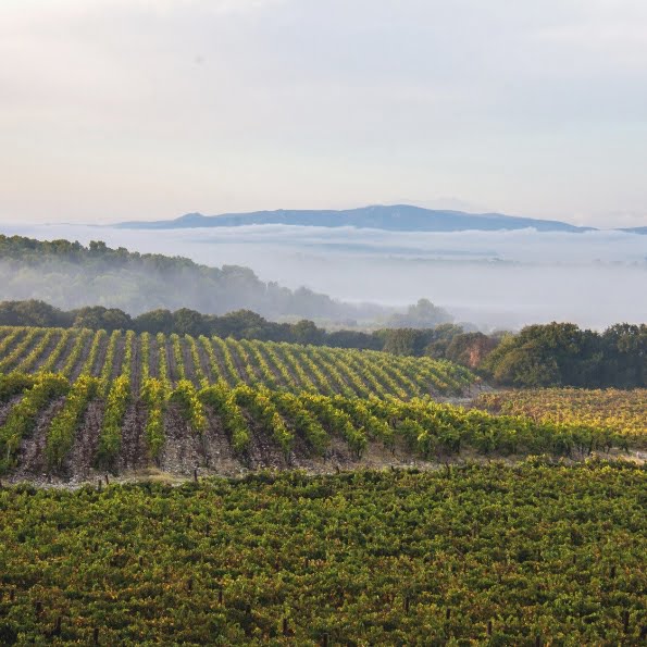 Vue sur les vignes depuis le Chateau Capitoul