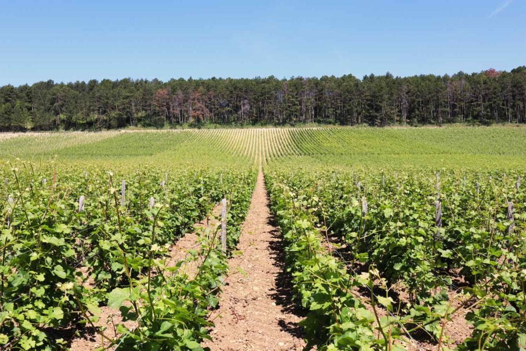 vignes près de dijon