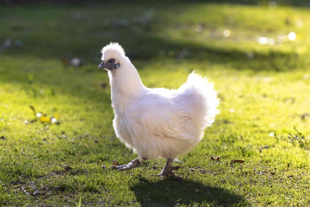poule manoir d'hautegente